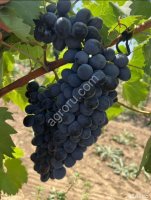 Виноград (Молдова)