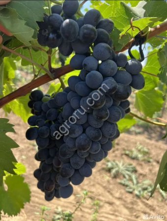 Виноград (Молдова)