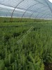 Сеянцы саженцы сосны и ели 40, 50, 60 см ОКС