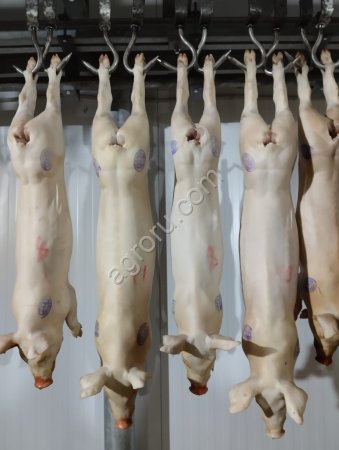 Свинина в полутушах