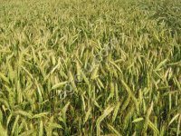 Семена Озимого Тритикале Хлебороб, Тихон