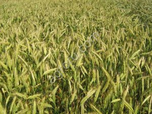 Семена Озимого Тритикале Хлебороб, Тихон