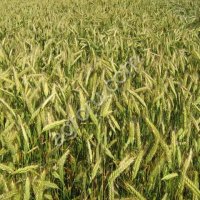 Семена Озимого Тритикале Хлебороб, Тихон