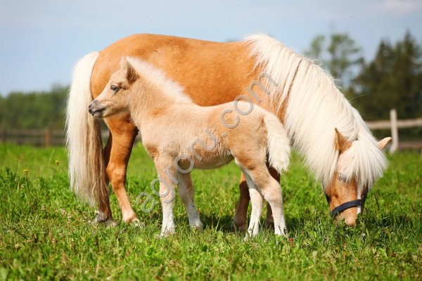 Пони-ферма продает пони.