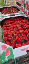 Клубника из Белореченска