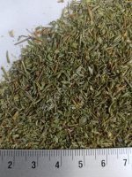 Чабрец (тимьян)