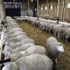 Ярки племенные 24 год Куйбышевская(мясная)порода