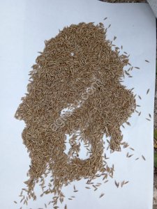 семена овсяницы луговой