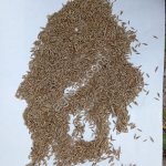 семена овсяницы луговой