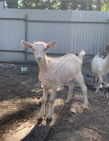 Зааненские козы