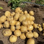 Картофель молодой Ривьера, Рикардо, Коломбо, Арок.