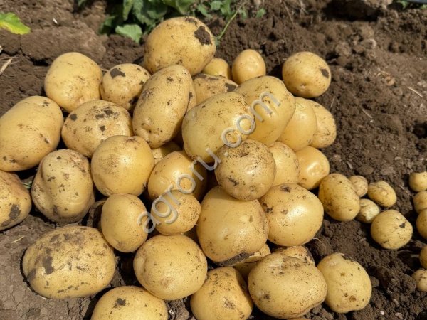 Картофель молодой Ривьера, Рикардо, Коломбо, Арок.