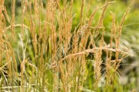 Овсяница тростниковая, Таямница, ЭС