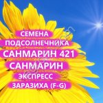 ГИБРИДЫ СЕМЕНА ПОДСОЛНЕЧНИКА САНМАРИН 421 (ЭКСПРЕСС, АНАЛОГ П64ЛЕ25)(ЗАРАЗИХА F-G)