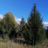 Крупномеры (Кедр, Пихта)