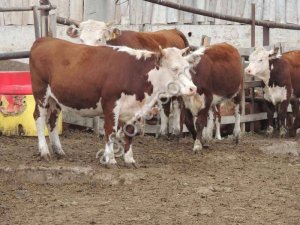 Нетели герефорды