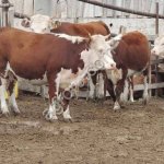 Нетели герефорды