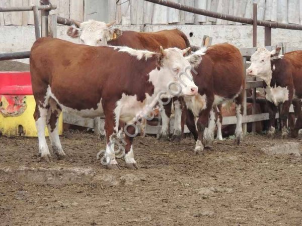 Нетели герефорды