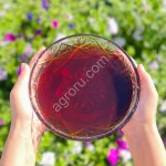 Мёд гречишный