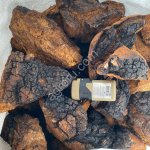 березовая чага