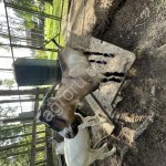 Козлы ламанча