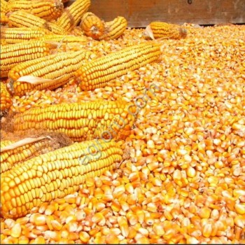 Кукуруза,  На экспорт