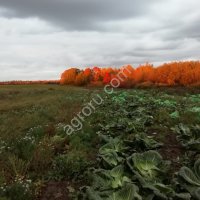 Фермерское хозяйство