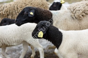 овцематок и баранов породы Дорпер
