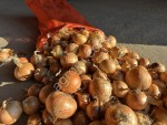 Лук оптом от 10 тонн со склада сухой
