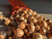 Лук оптом от 10 тонн со склада сухой