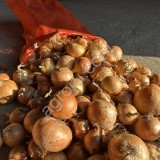Лук оптом от 10 тонн со склада сухой