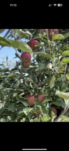 Яблоки от фермера