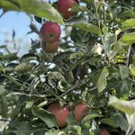 Яблоки от фермера