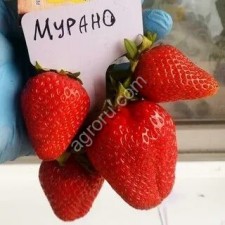 Саженцы клубники