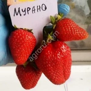 Саженцы клубники