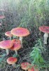 Мухомор Красный Amanita muscaria