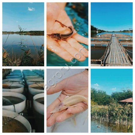 Рыбоводный завод по выращиванию осетровых пород