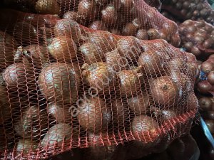 лук репчатый