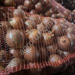 лук репчатый