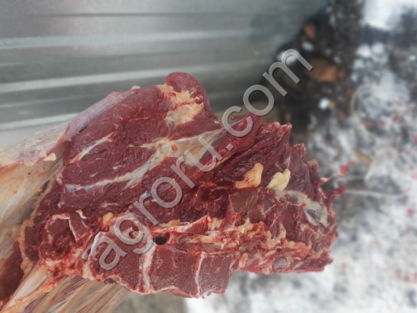 Вынужденный забой корова быка