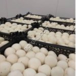 Шампиньоны свежие