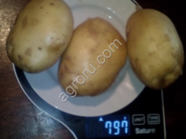 картофель чипсовый и продовольственный