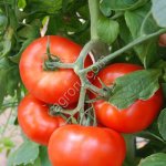 Свежие томаты