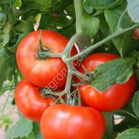 Свежие томаты