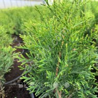 ТУЯ СМАРАГД (C2)