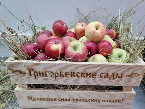 Яблоки