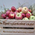 Яблоки