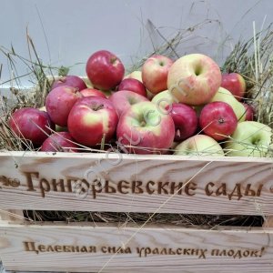 Яблоки