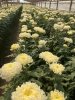Свежесрезанные цветы и зелень