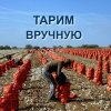 Лук на зелень Новый